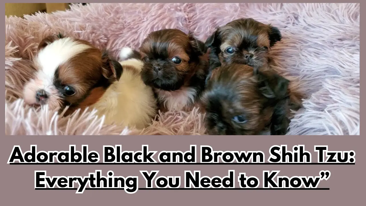 Black and Brown shih tzu Puppy