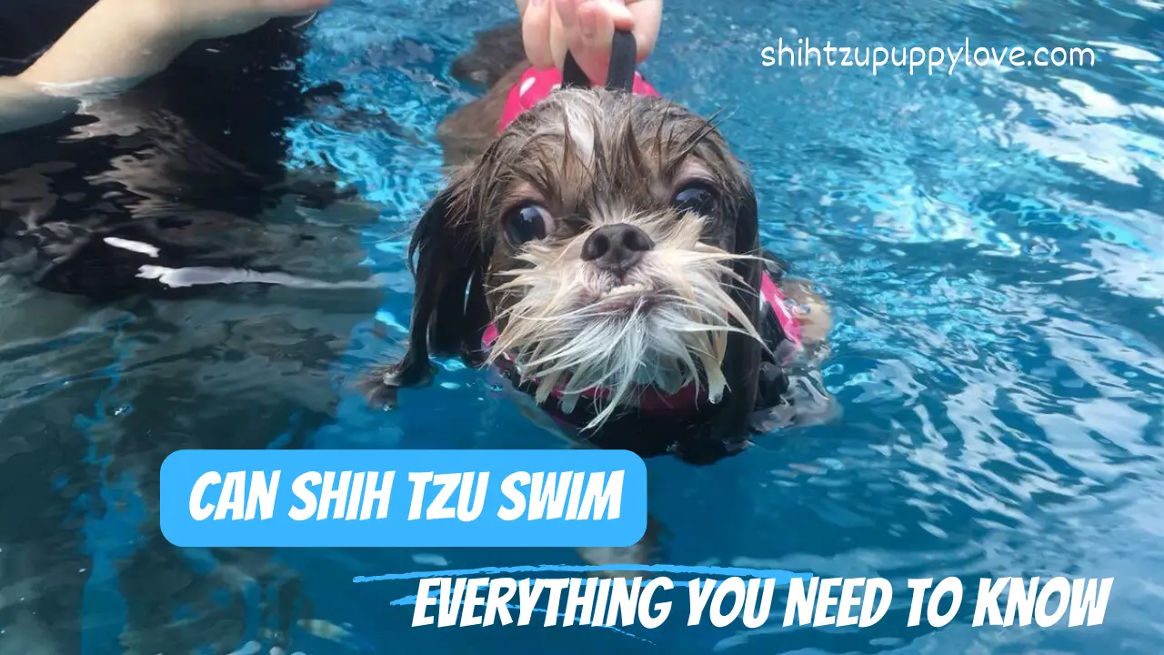 Shih Tzu Swim