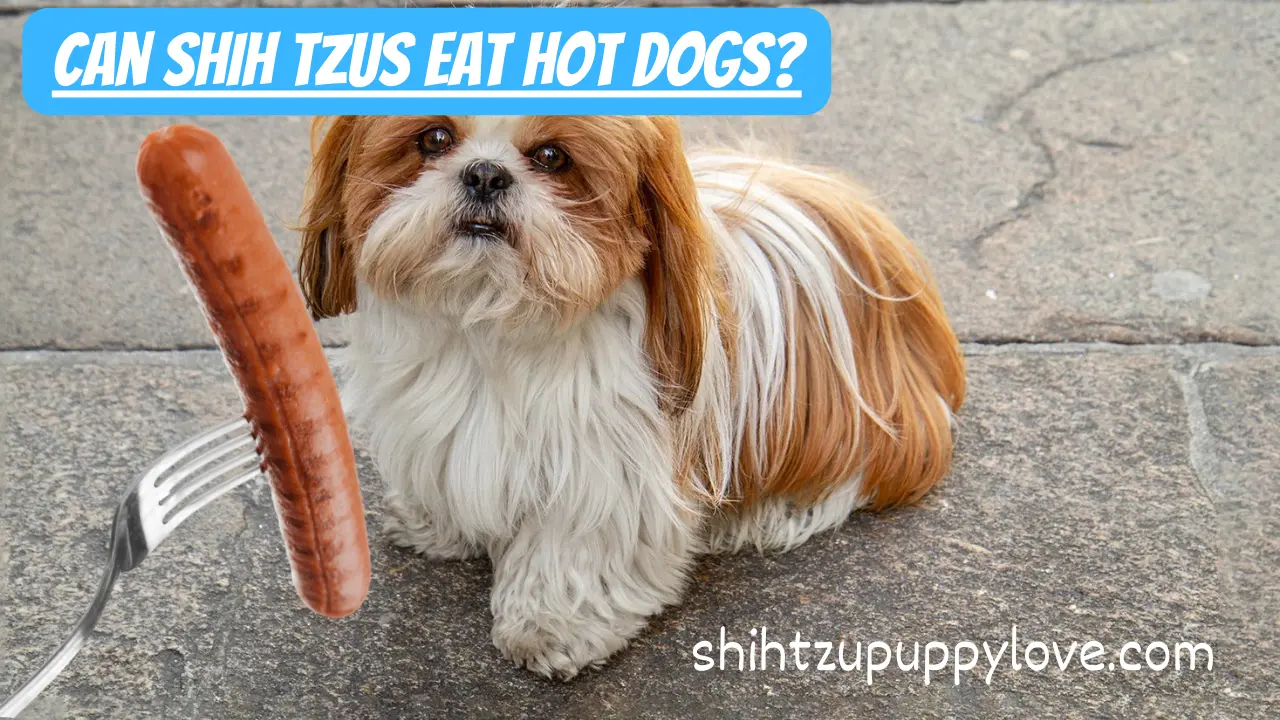 Shih Tzus