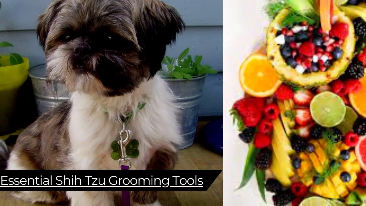 Can a Shih Tzu Eat Fruit