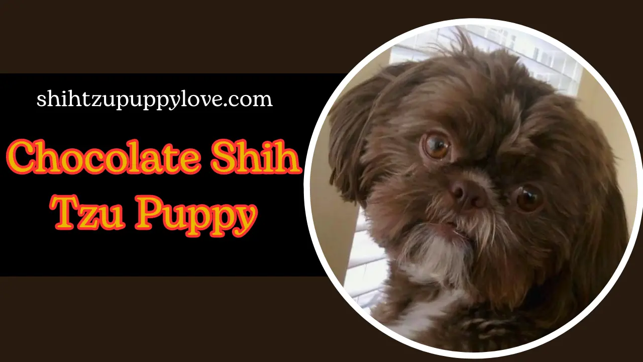 Chocolate Shih Tzu Puppy