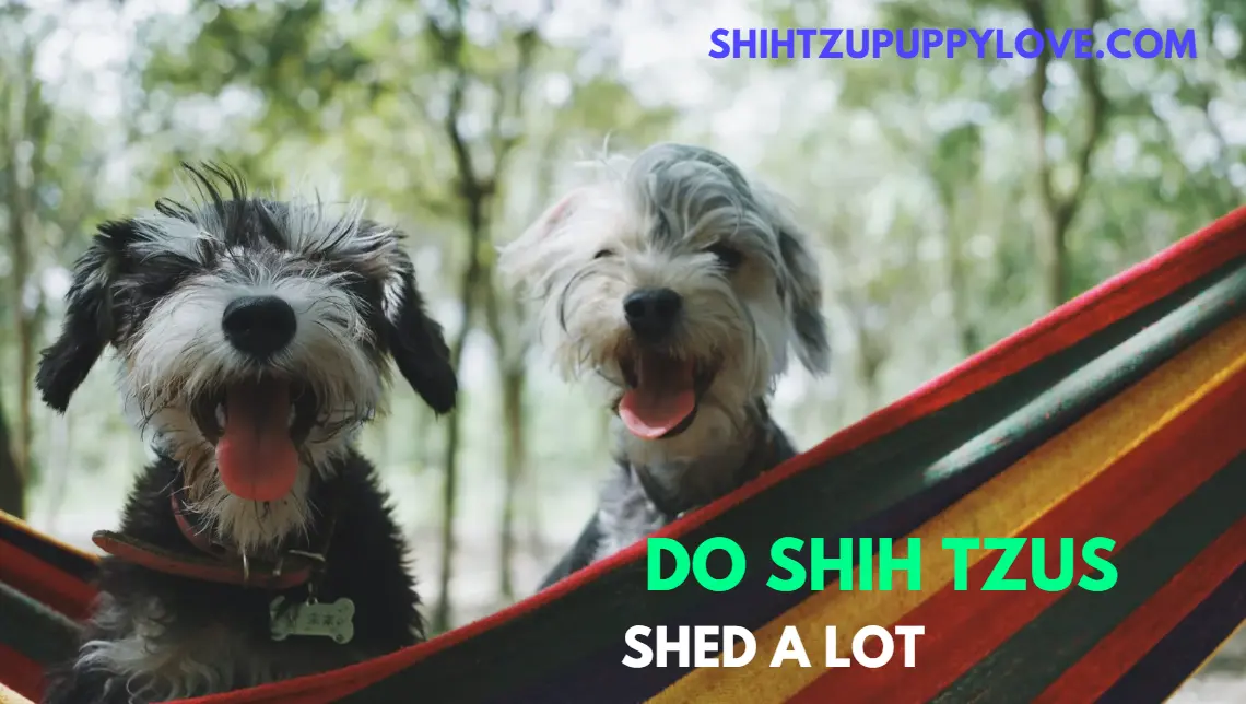 Do shih tzu shed