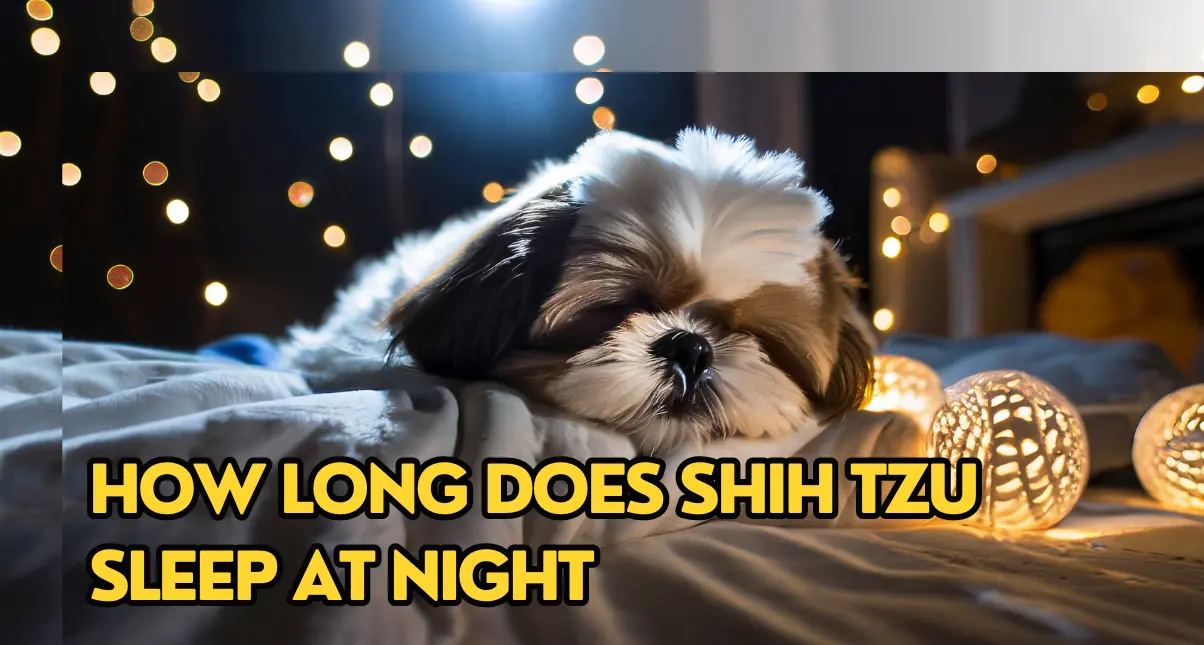 HOW LONG DOES SHIH TZU SLEEP AT NIGHT