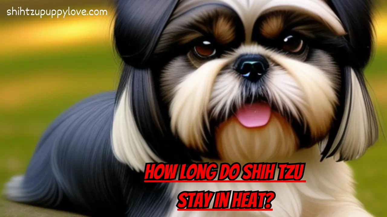 How long do Shih Tzu stay in heat