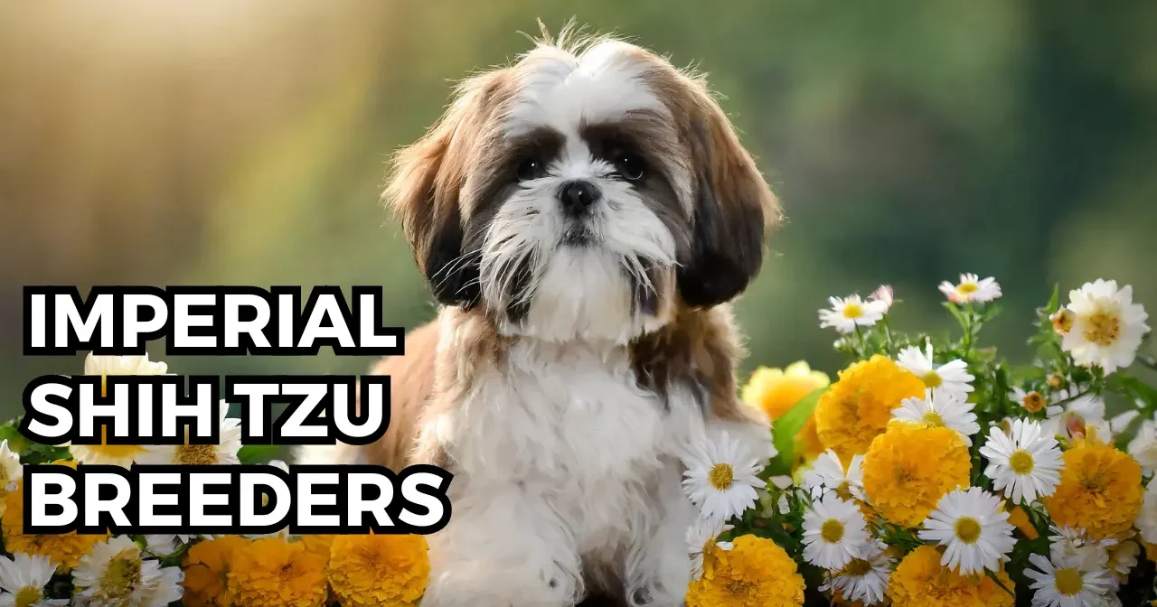 Imperial Shih Tzu breeders