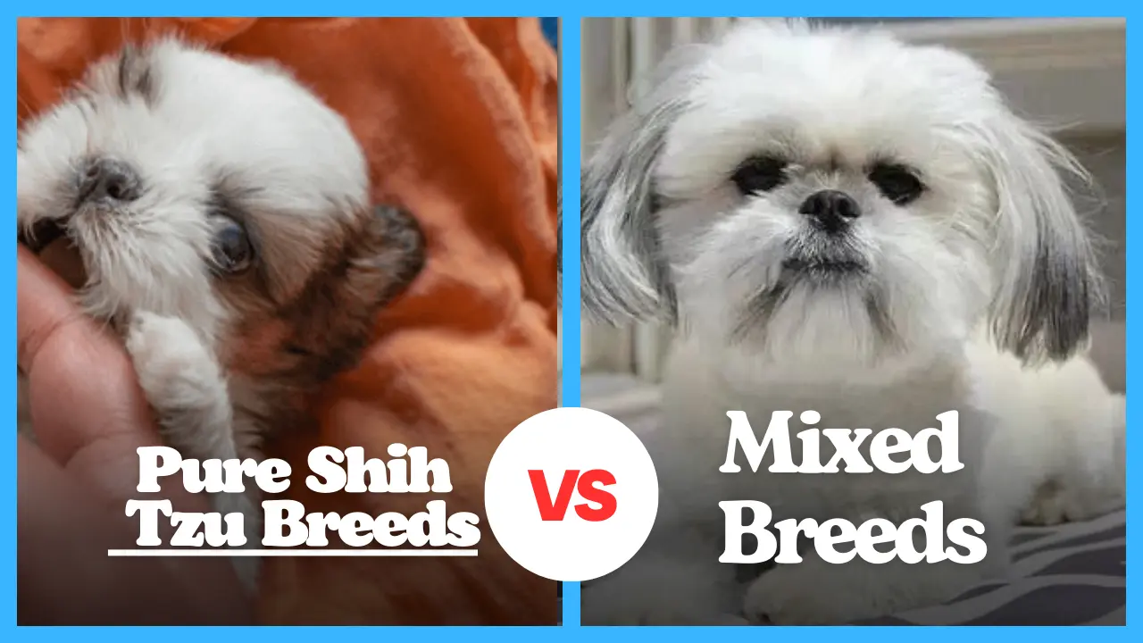 Pure Shih Tzu Breeds