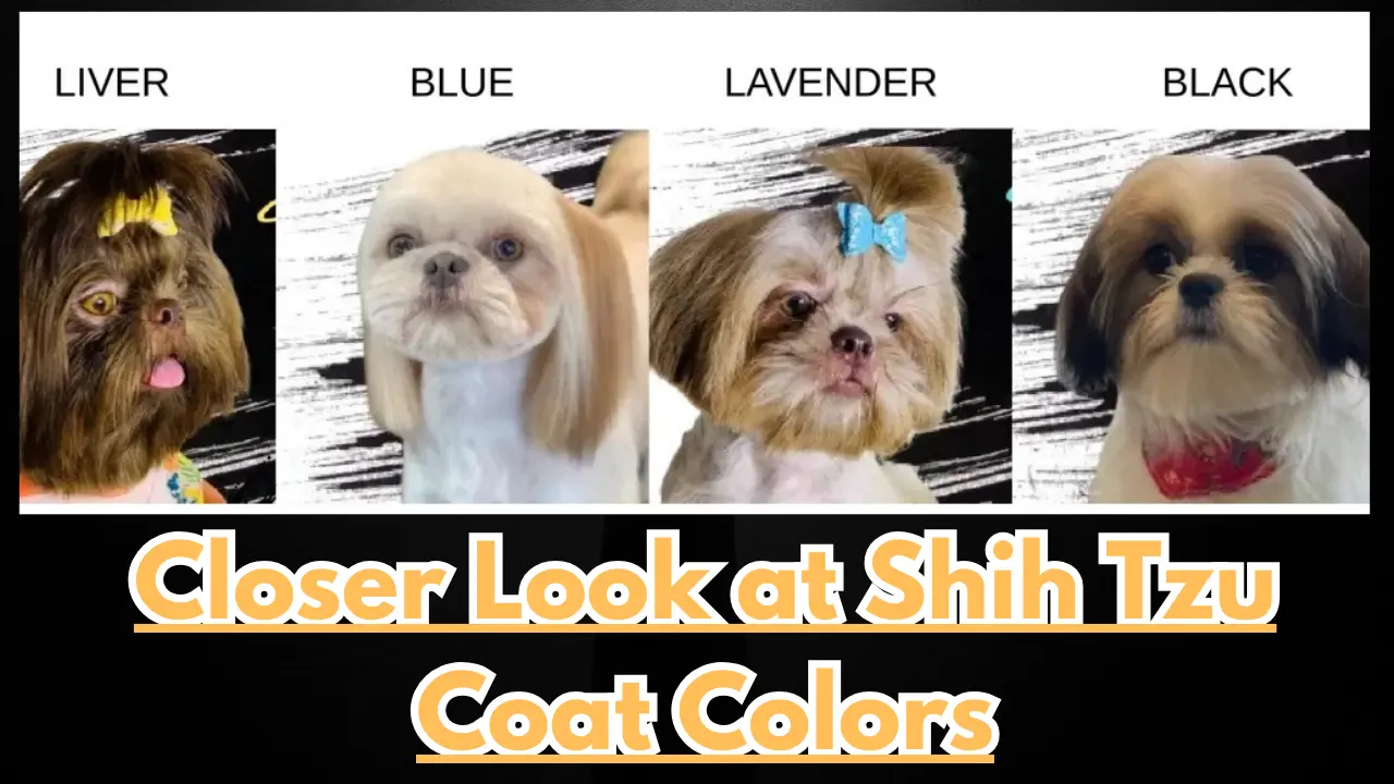 Shih Tzu Coat Colors