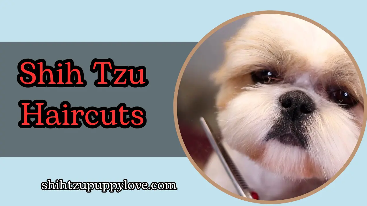 Shih Tzu Haircuts