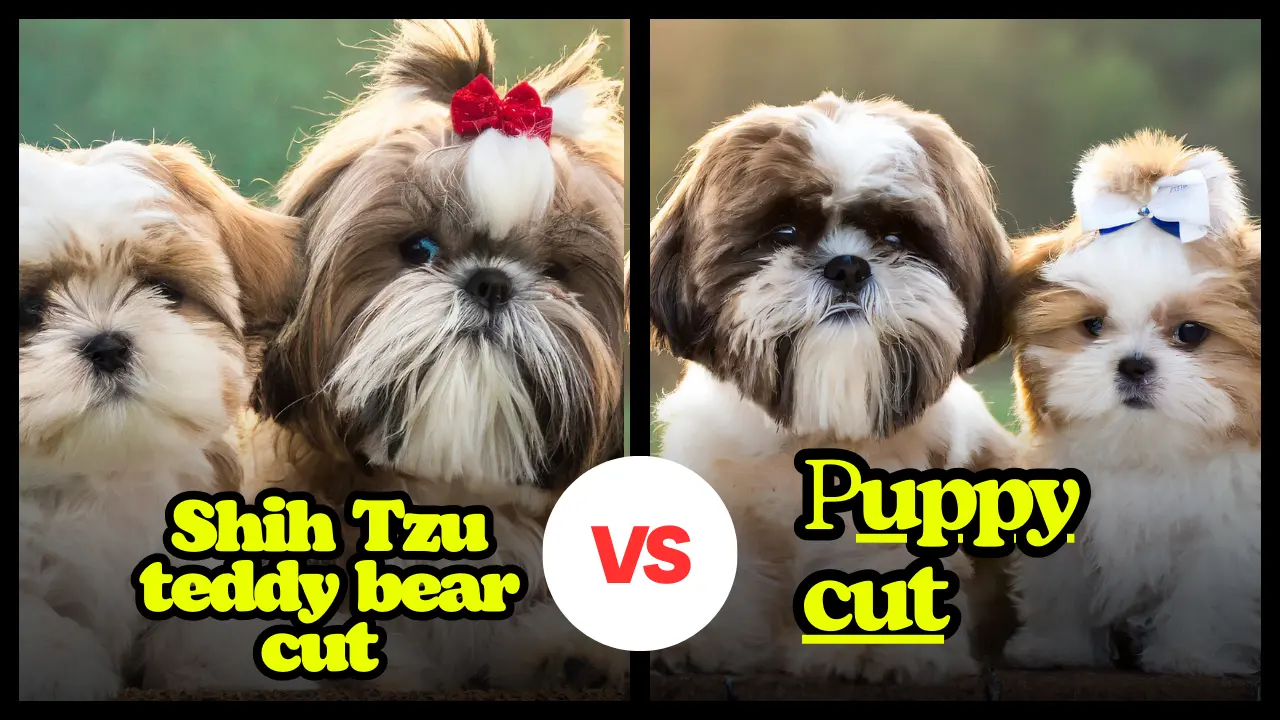 Shih Tzu teddy bear cut vs puppy cut