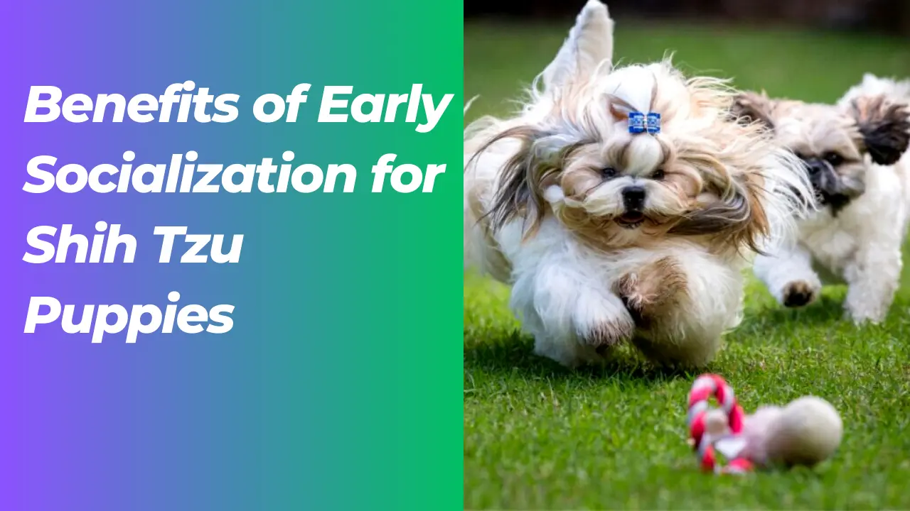 Early Socialization for Shih Tzu