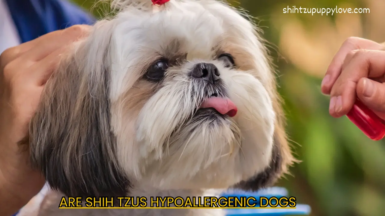 are shih tzus hypoallergenic dogs