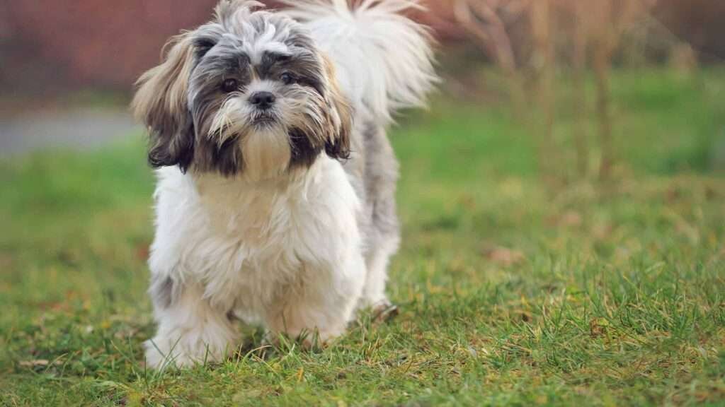 shih-tzus-hypoallergenic-dogs-1024x576 Are shih tzus hypoallergenic dogs