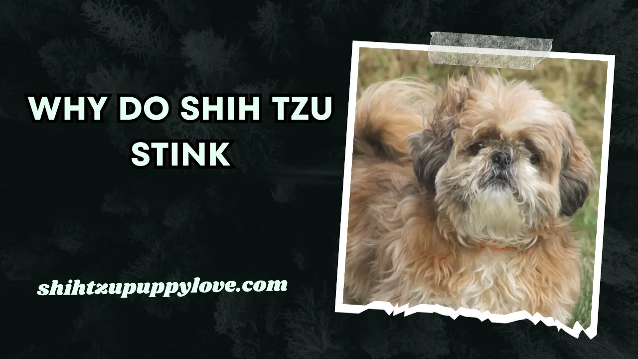 Why Do Shih Tzu Stink?