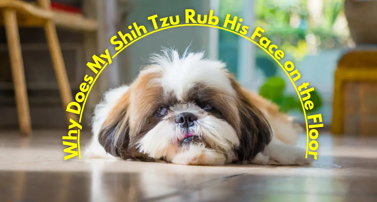 Fshih tzu rub his face on the floor