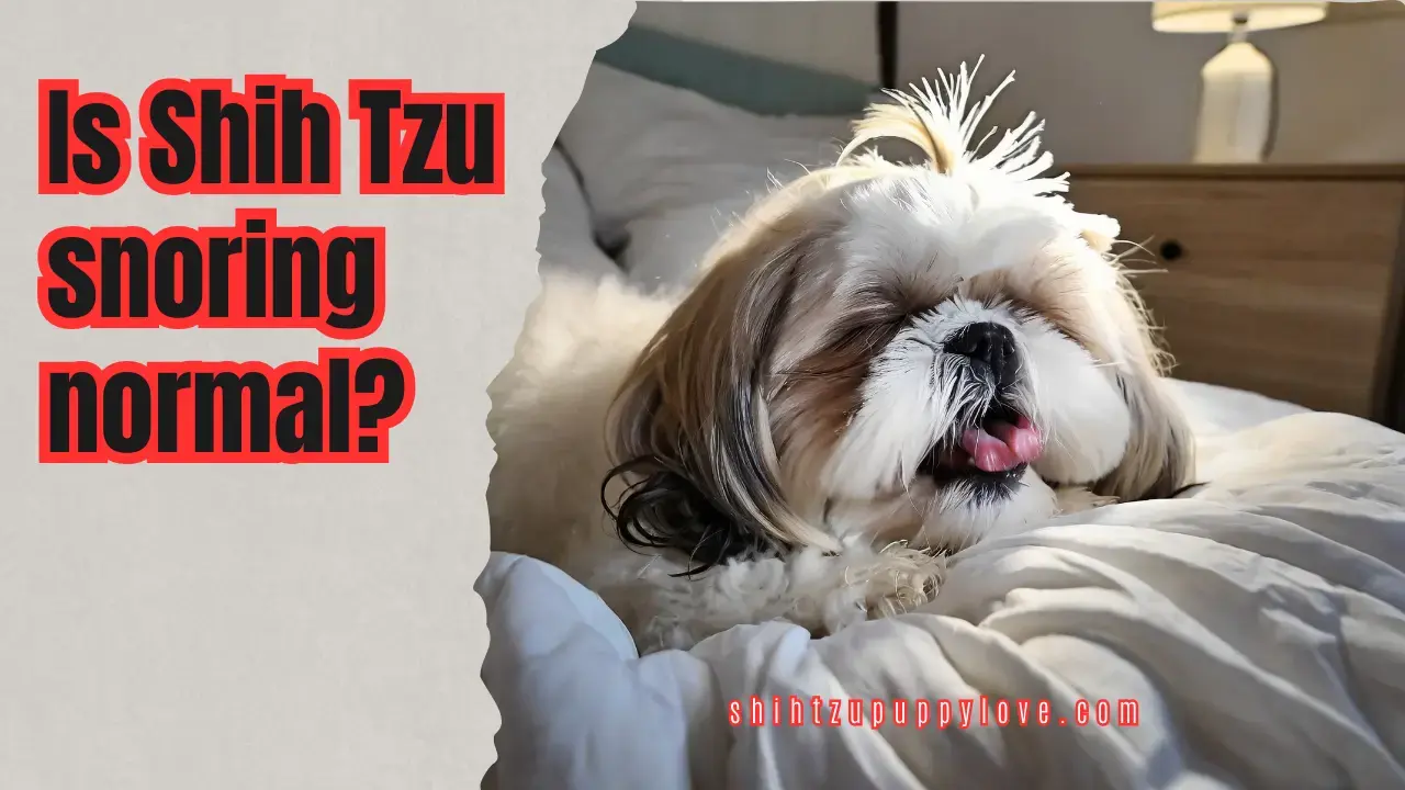 Is Shih Tzu snoring normal (1) (2)