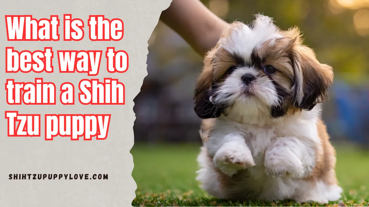 train a Shih Tzu puppy