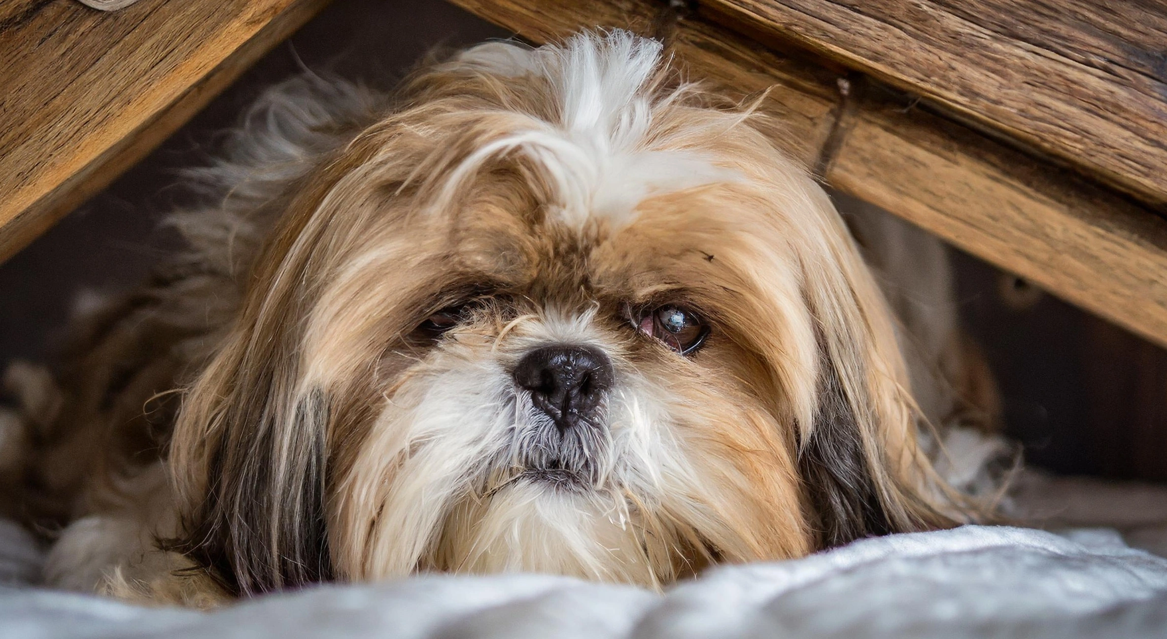 Why Does Your Shih Tzu Hide Under The Bed?